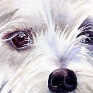 Détail d'un portrait à l'aquarelle par Kalia Defaso, yeux et museau d'un chien blanc